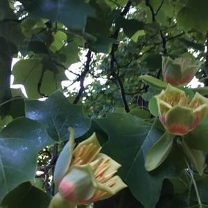 Meet your Posher, Molly